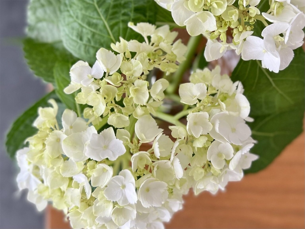 f:id:peta2o22:20230722145644j:image