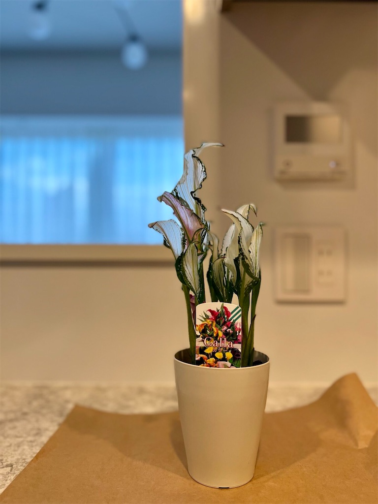 f:id:peta2o22:20230809174557j:image