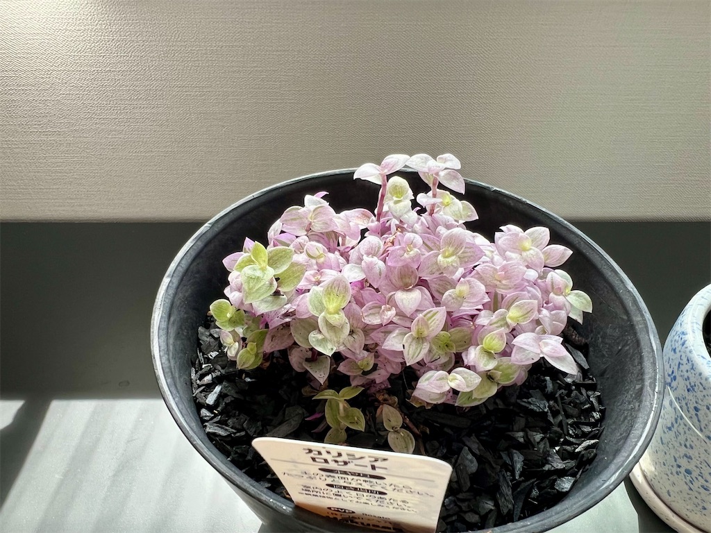 f:id:peta2o22:20230809174853j:image