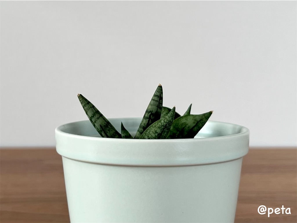 f:id:peta2o22:20231002164742j:image