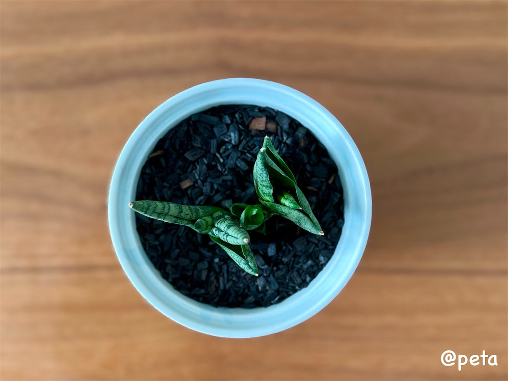 f:id:peta2o22:20231002164745j:image