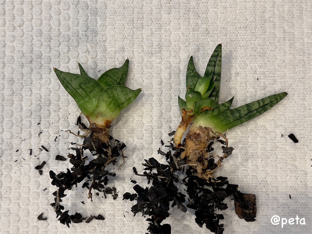 f:id:peta2o22:20231002164748j:image