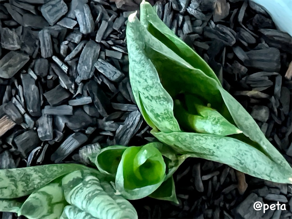 f:id:peta2o22:20231002164752j:image