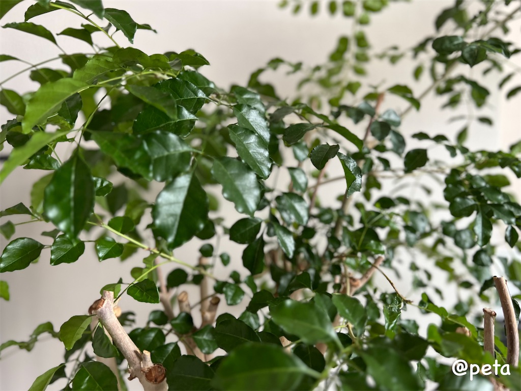 f:id:peta2o22:20231107140137j:image