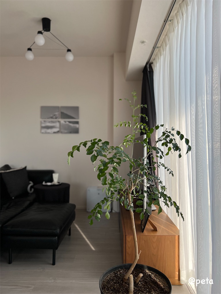 f:id:peta2o22:20231229155330j:image