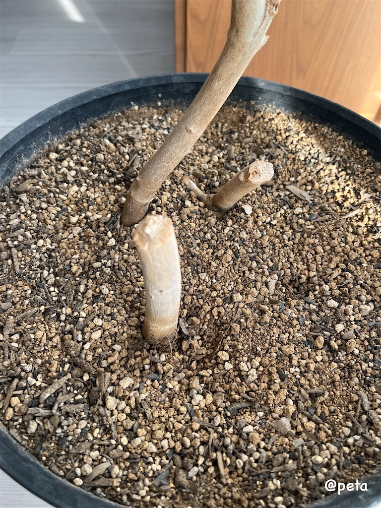 f:id:peta2o22:20231229155334j:image