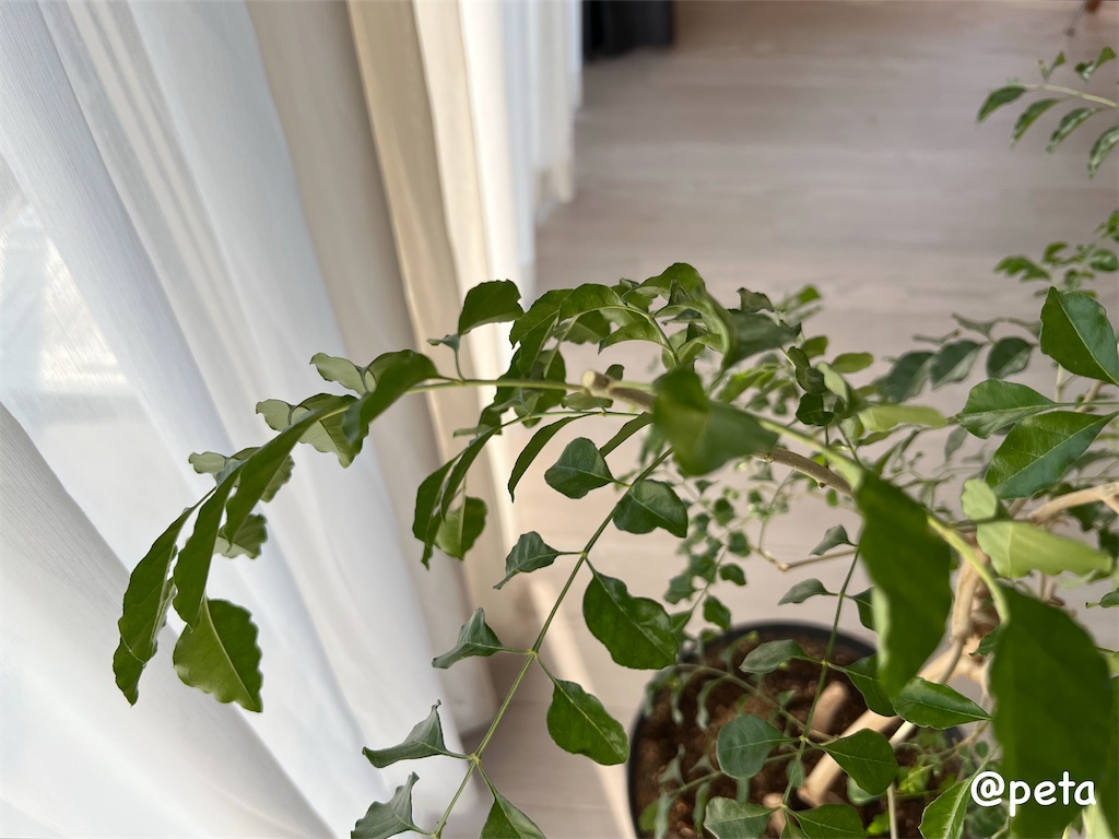 f:id:peta2o22:20231229155338j:image