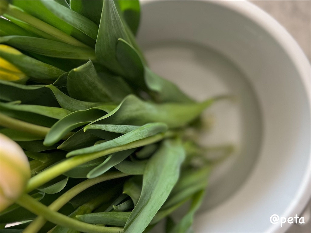 f:id:peta2o22:20240301160852j:image