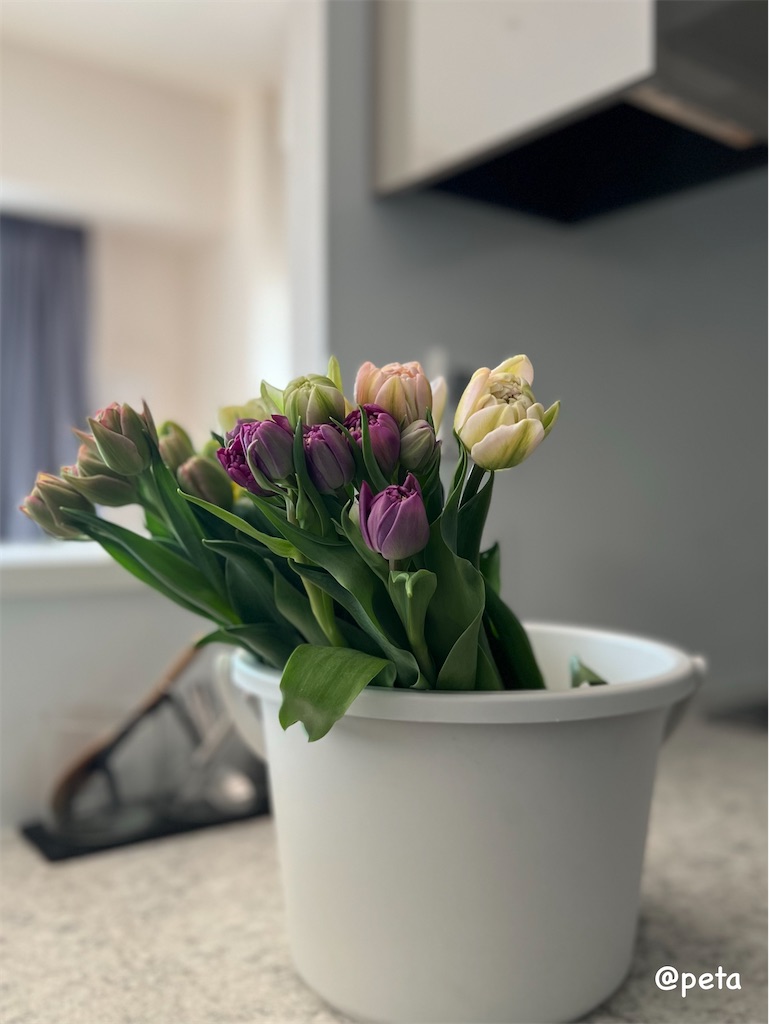 f:id:peta2o22:20240301160855j:image