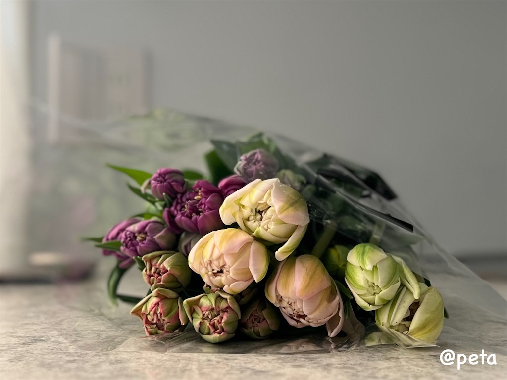 f:id:peta2o22:20240301160902j:image