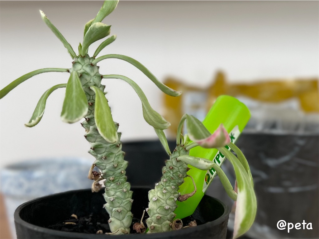 f:id:peta2o22:20240402151916j:image