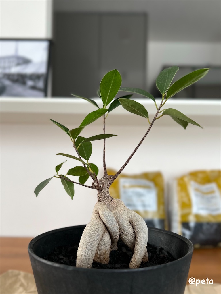 f:id:peta2o22:20240402151919j:image