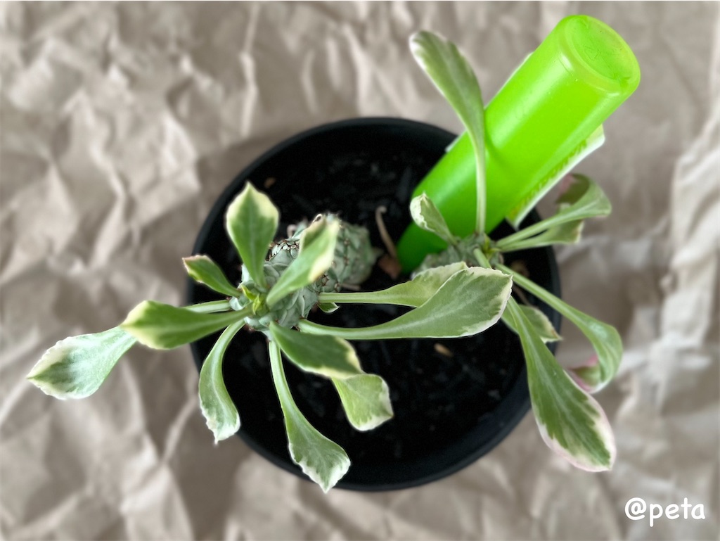 f:id:peta2o22:20240402151922j:image