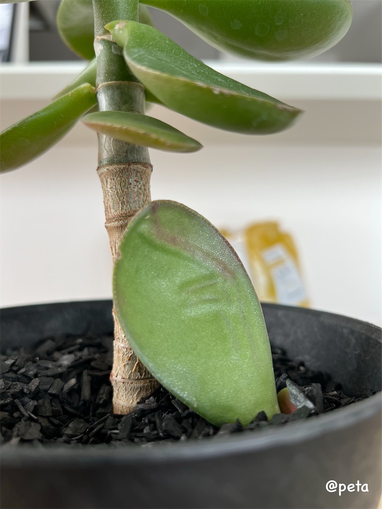 f:id:peta2o22:20240402151926j:image