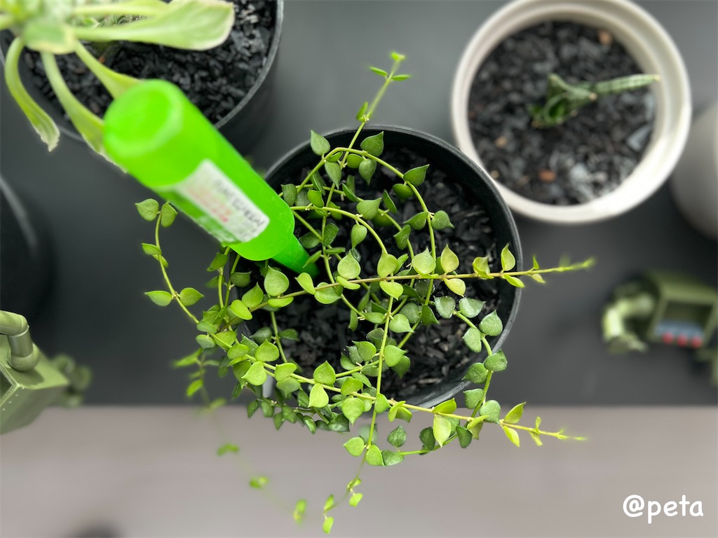 f:id:peta2o22:20240402151930j:image