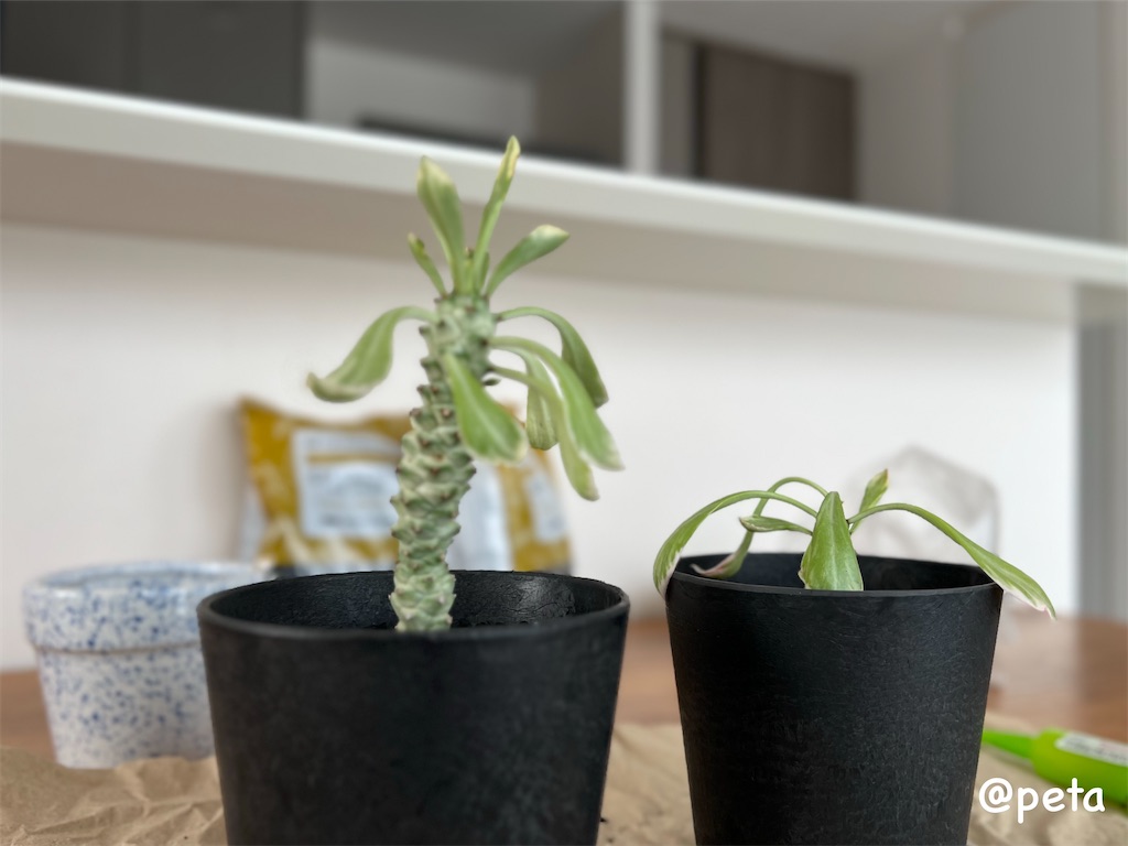 f:id:peta2o22:20240402151937j:image