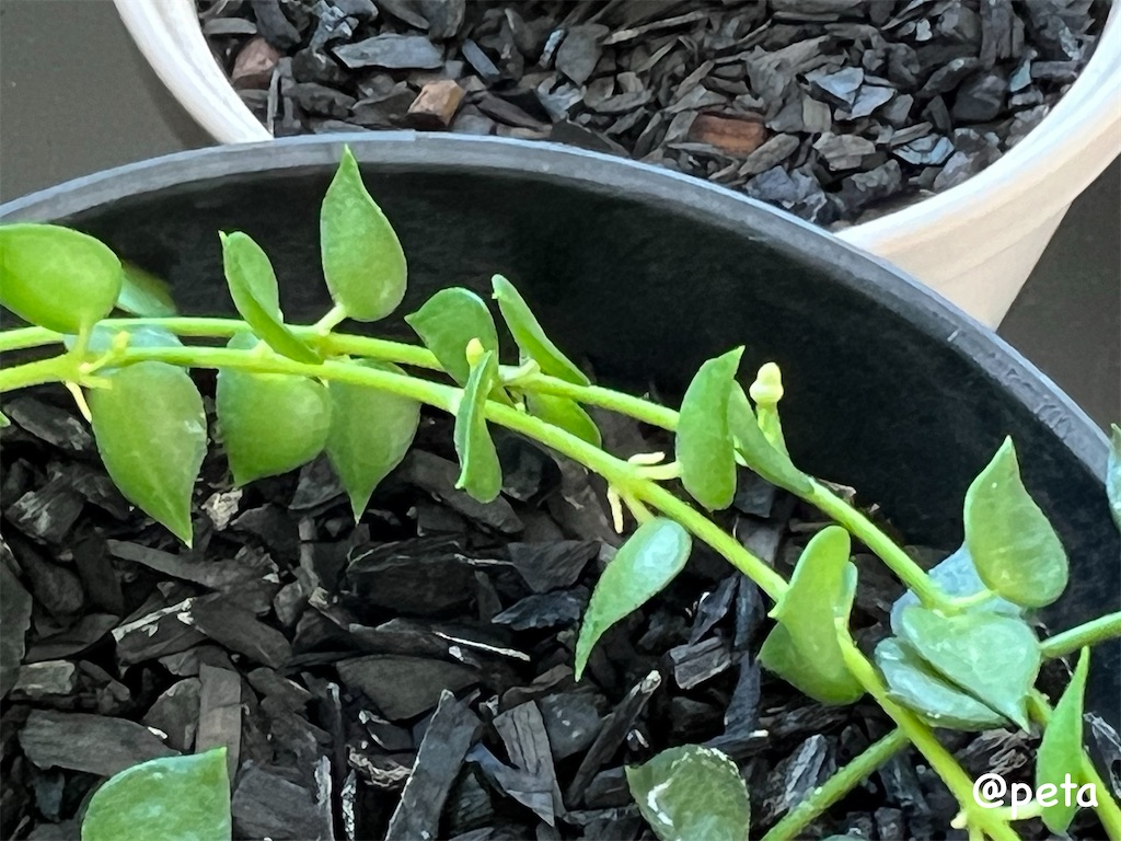 f:id:peta2o22:20240402151940j:image