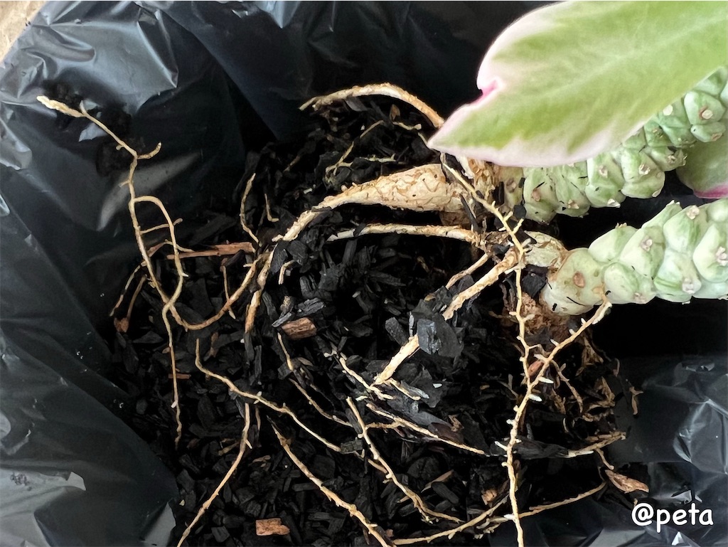 f:id:peta2o22:20240402151950j:image