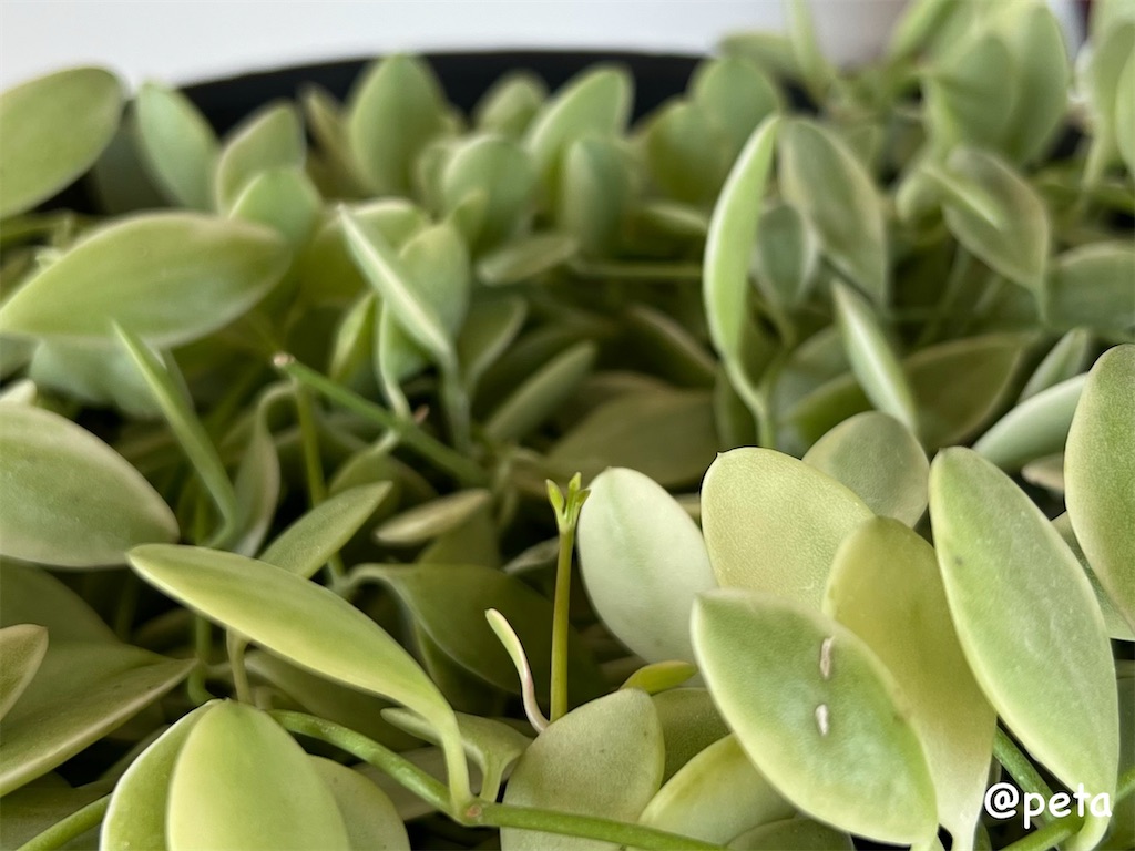 f:id:peta2o22:20240426152716j:image