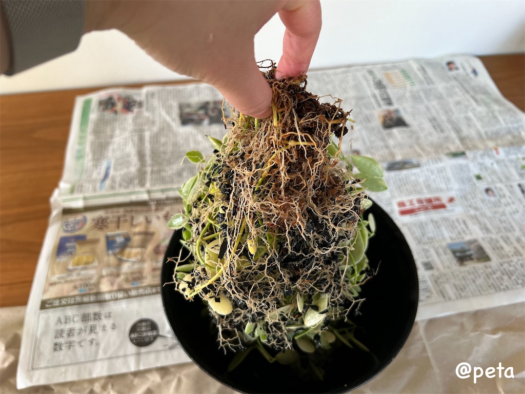 f:id:peta2o22:20240426152718j:image