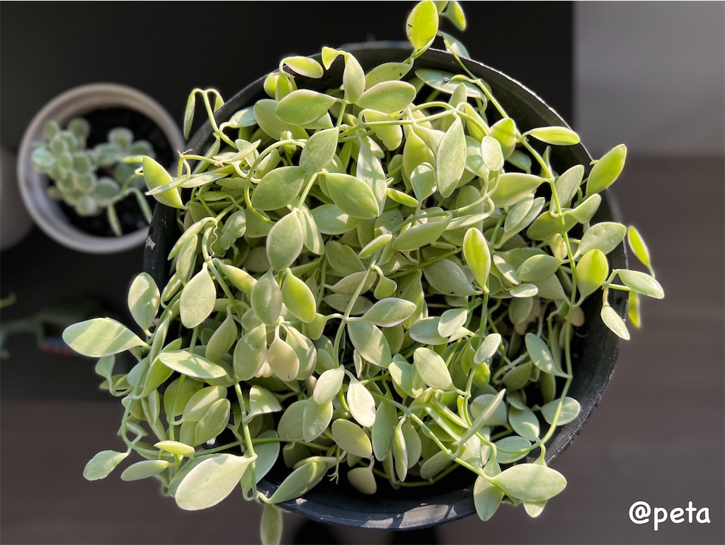 f:id:peta2o22:20240426152721j:image