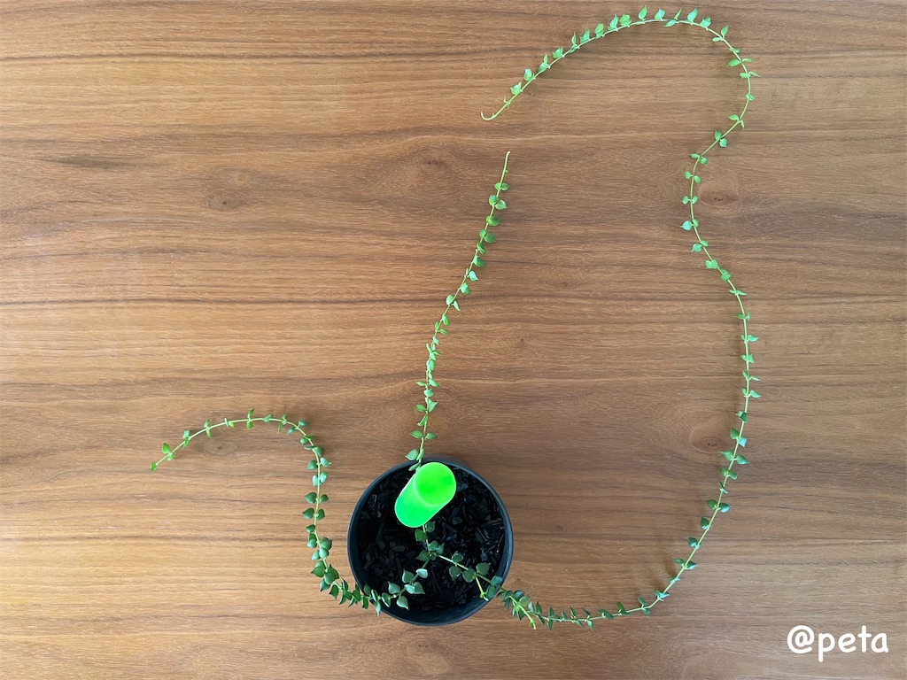 f:id:peta2o22:20240426152725j:image