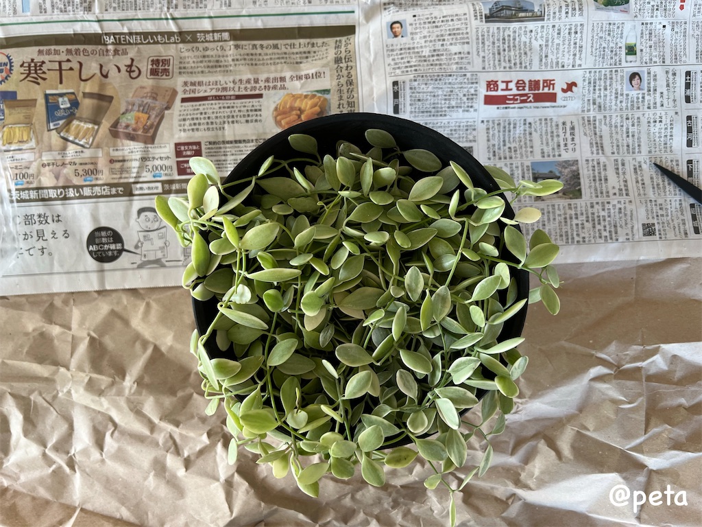 f:id:peta2o22:20240426152738j:image