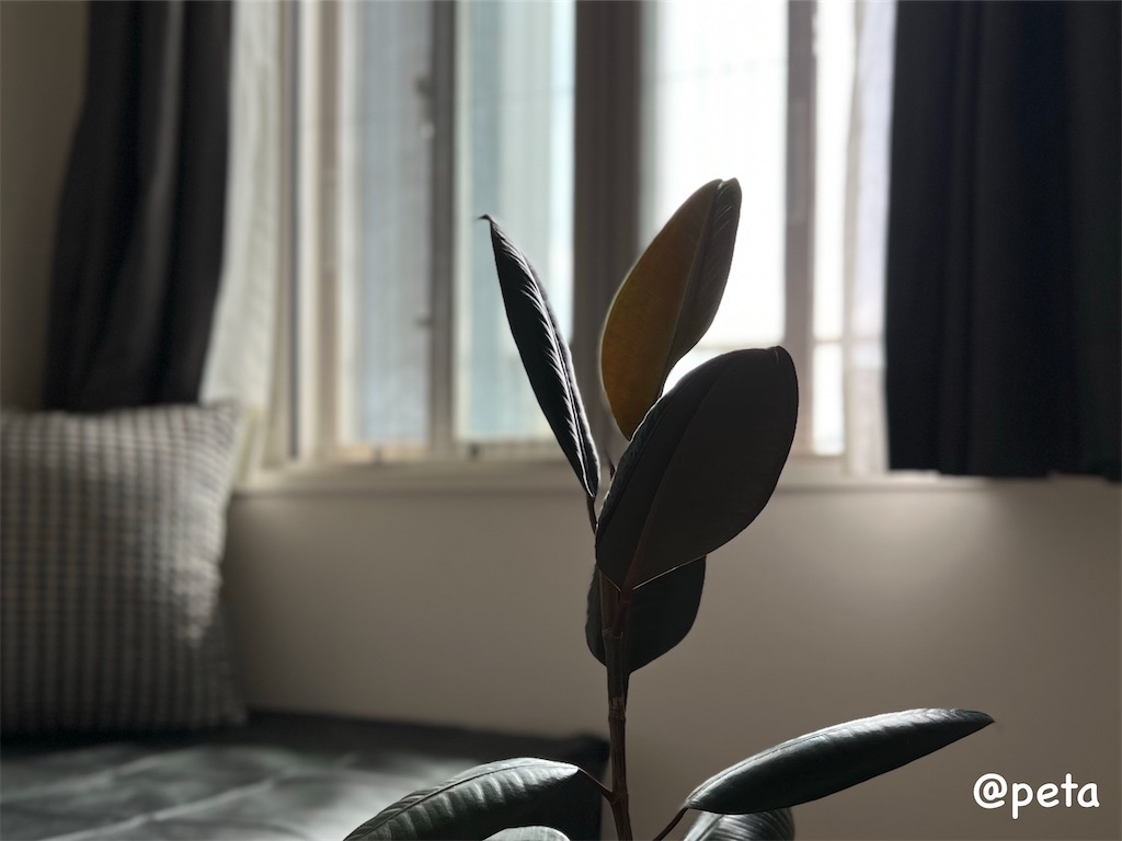 f:id:peta2o22:20240512150355j:image