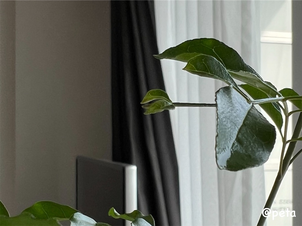 f:id:peta2o22:20240622002919j:image