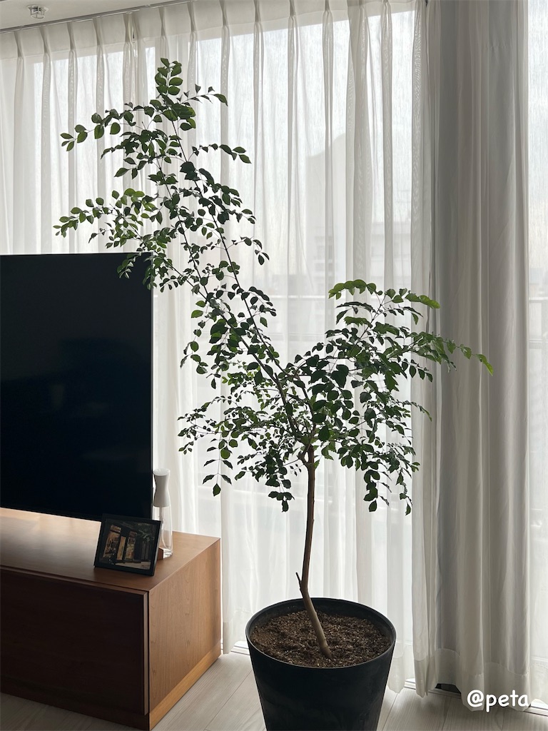 f:id:peta2o22:20241102174922j:image