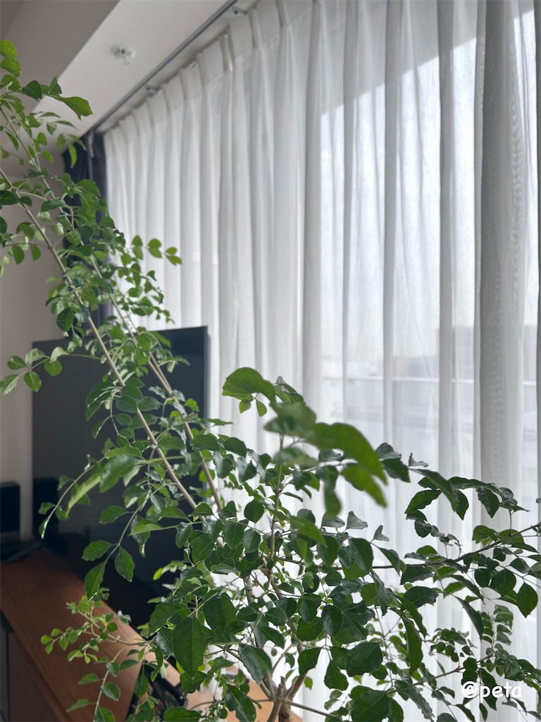 f:id:peta2o22:20241102174925j:image