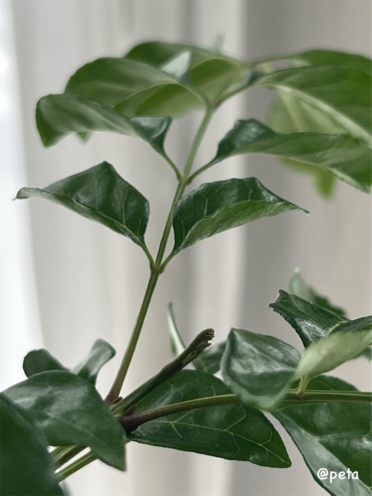 f:id:peta2o22:20241102174939j:image