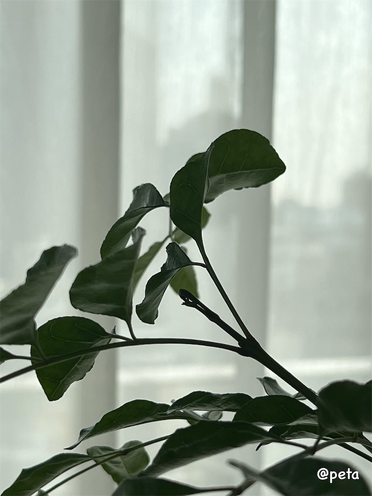 f:id:peta2o22:20241102174942j:image