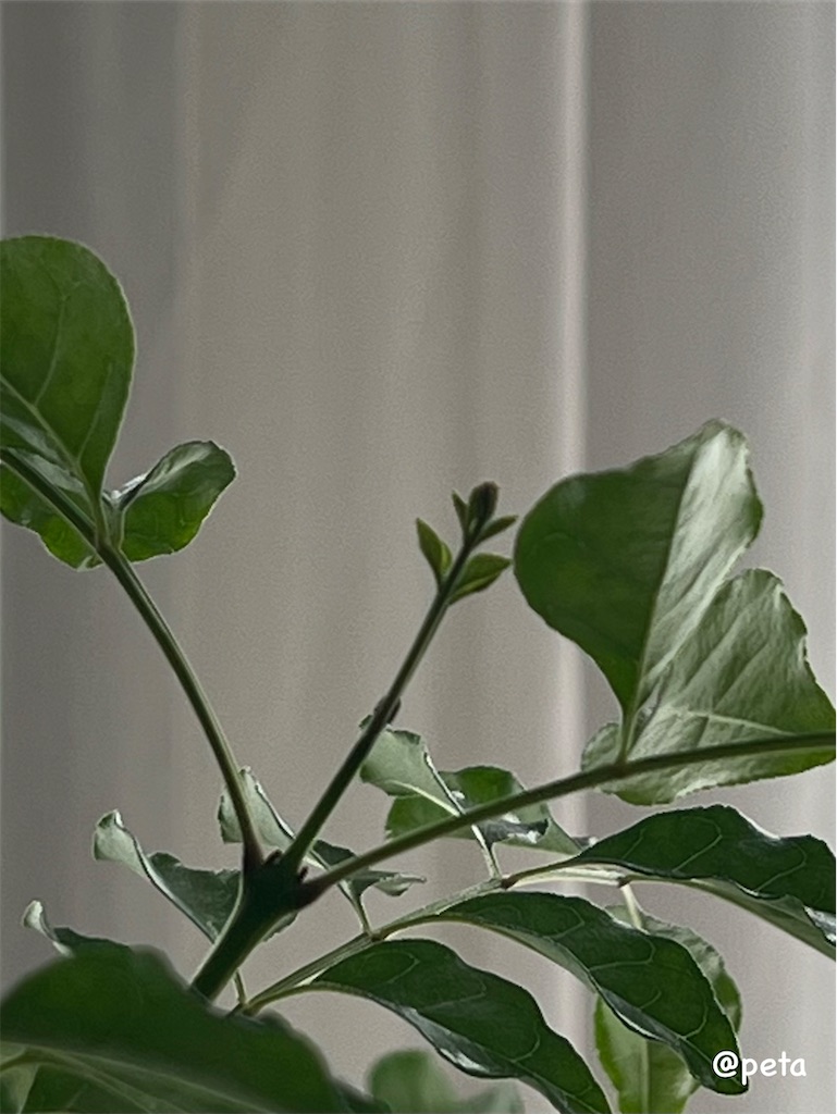 f:id:peta2o22:20241102174945j:image