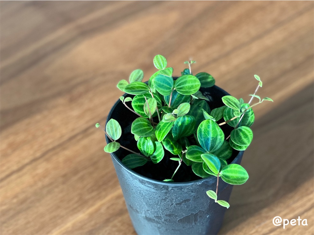 f:id:peta2o22:20250205162217j:image