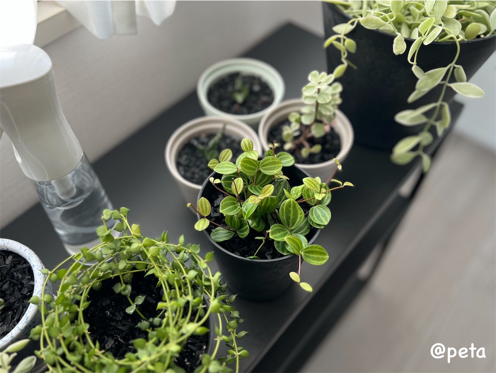 f:id:peta2o22:20250205162220j:image