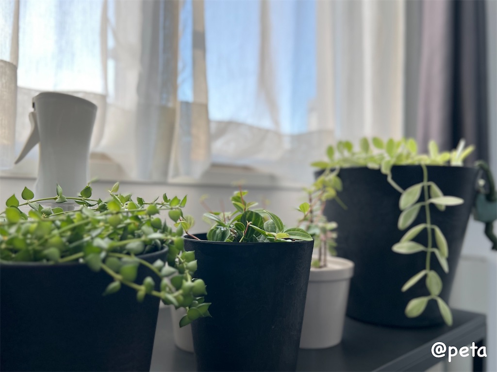 f:id:peta2o22:20250205162226j:image