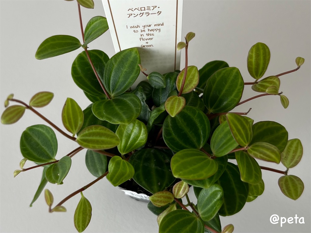 f:id:peta2o22:20250205162229j:image