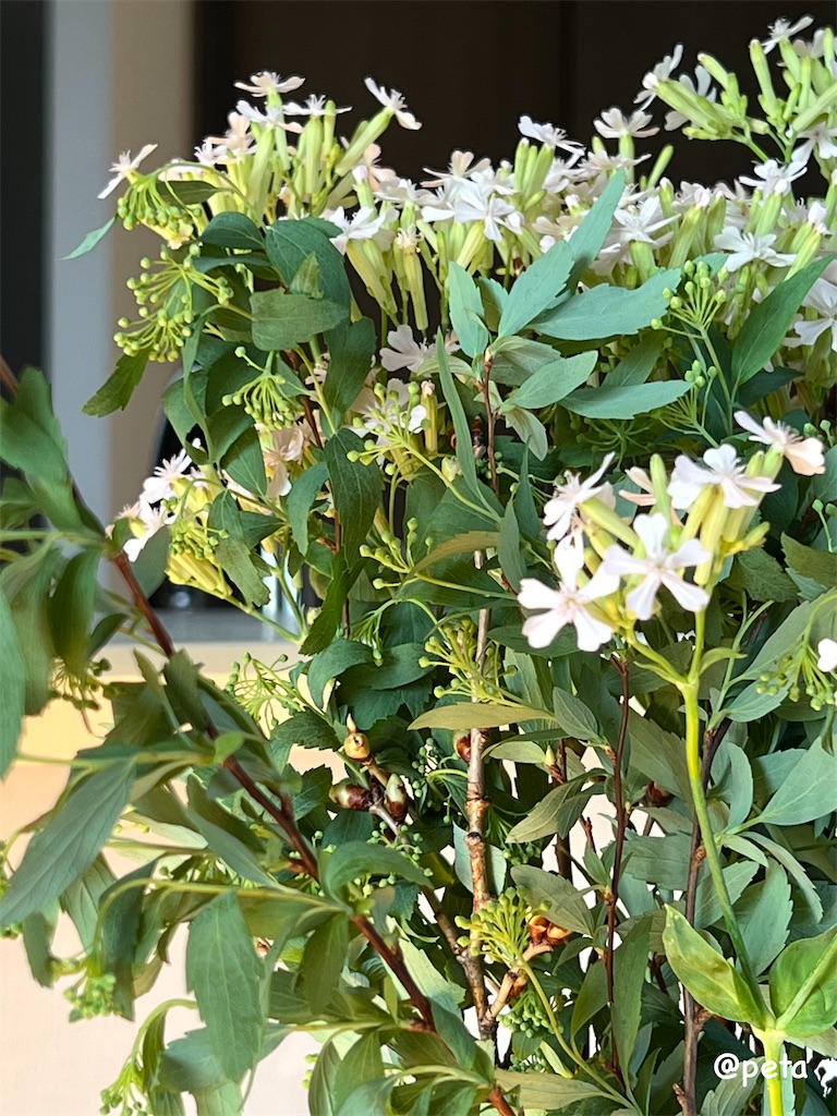 f:id:peta2o22:20250302183707j:image