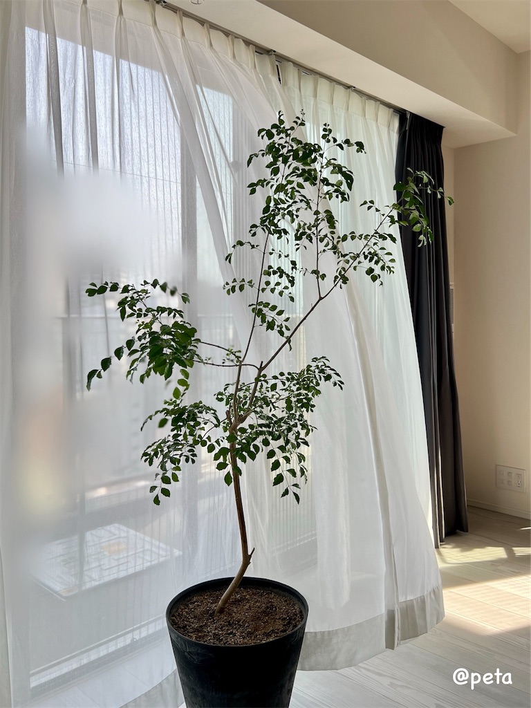 f:id:peta2o22:20250513180618j:image