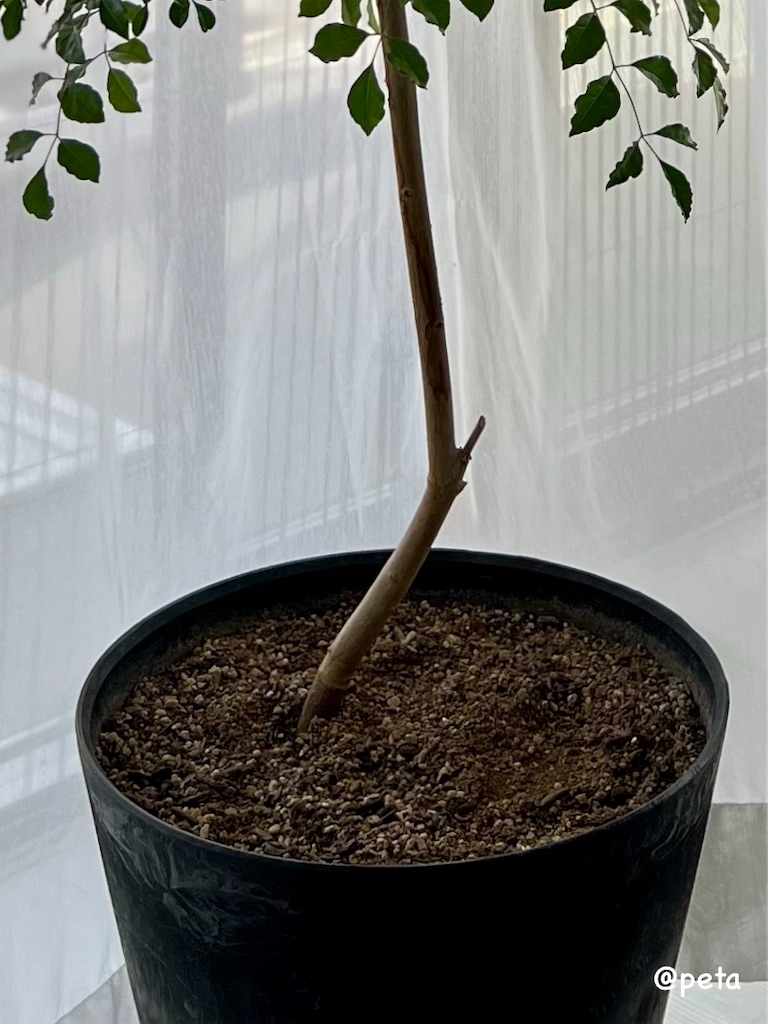 f:id:peta2o22:20250513180734j:image