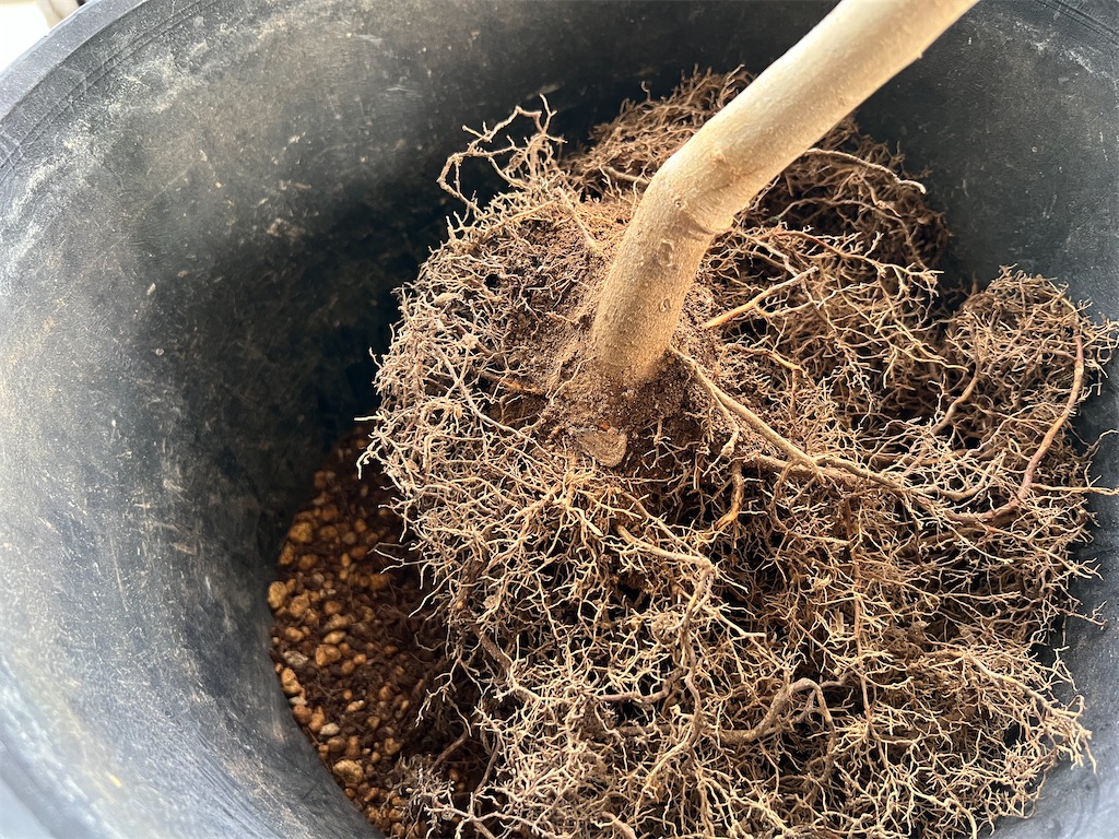 f:id:peta2o22:20250513180853j:image