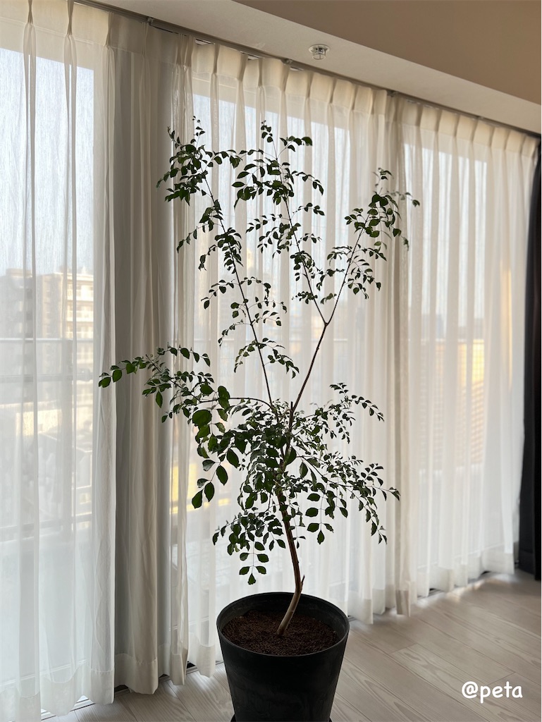 f:id:peta2o22:20250513181128j:image