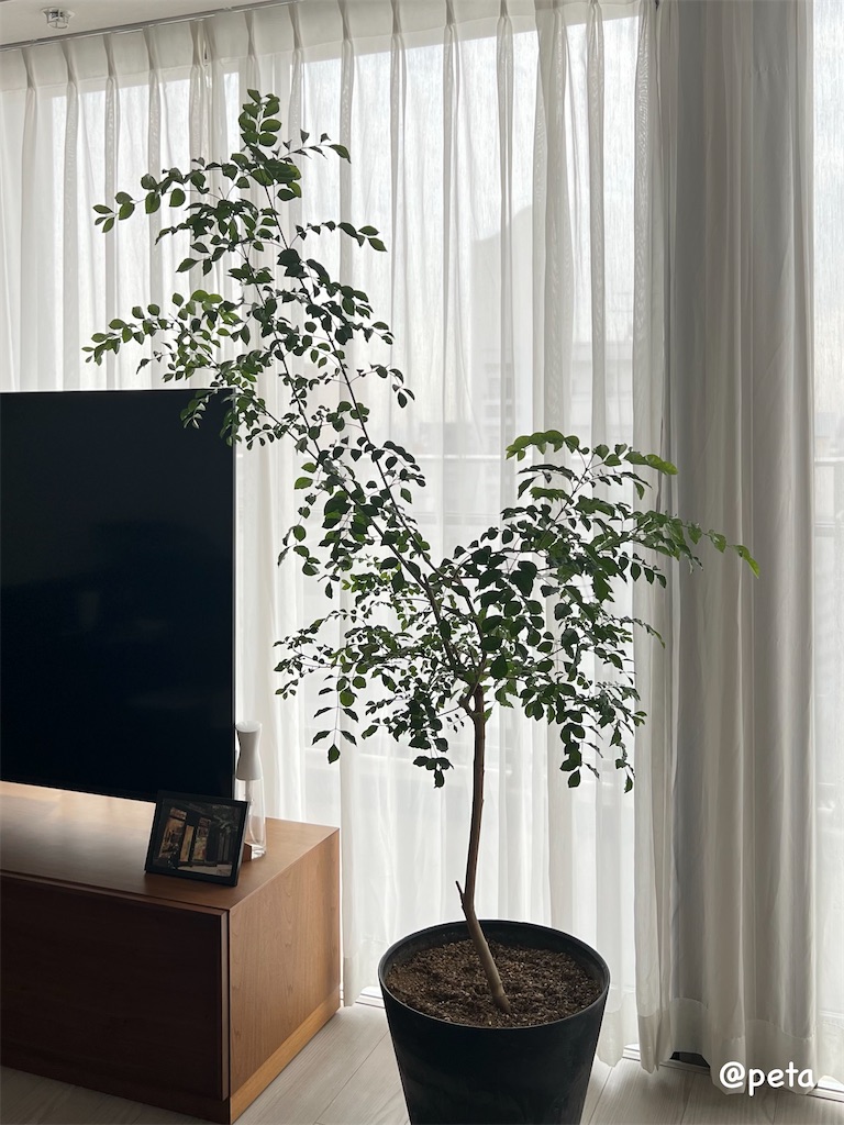 f:id:peta2o22:20250513184212j:image