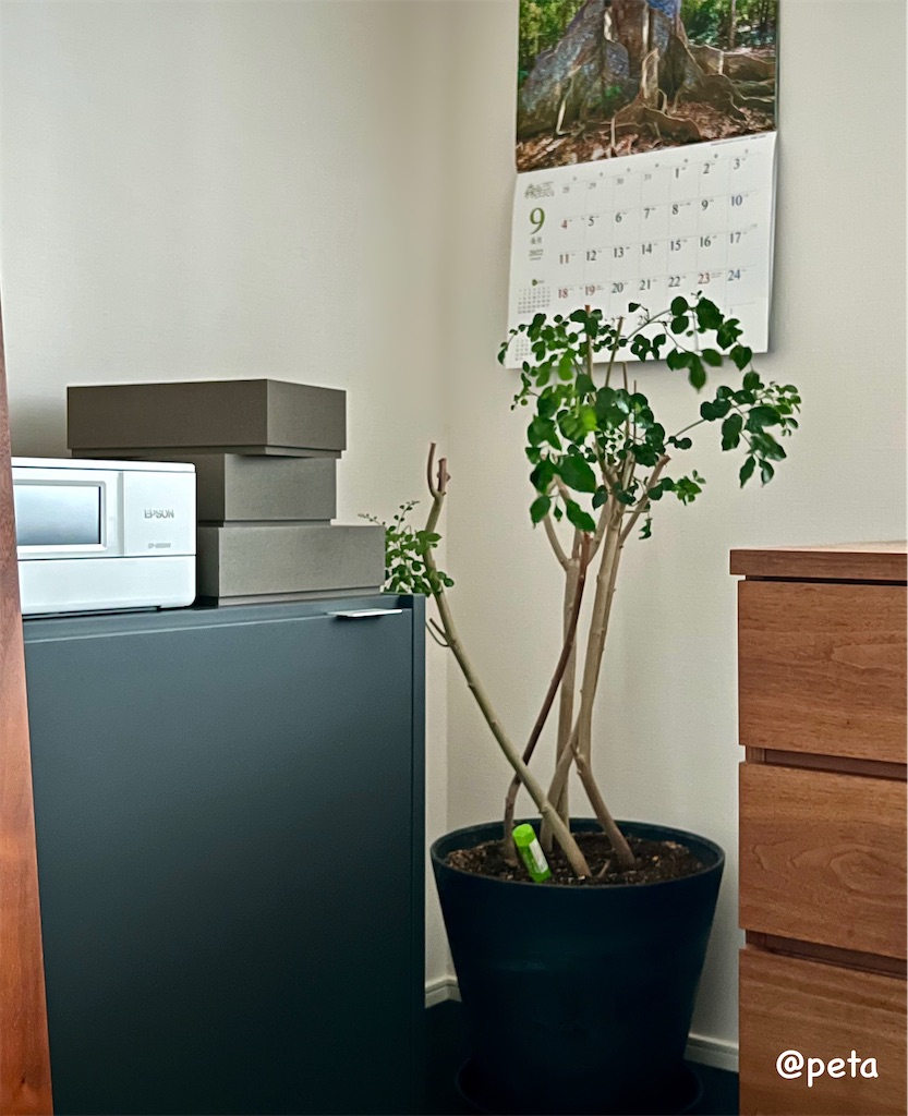 f:id:peta2o22:20250513184218j:image