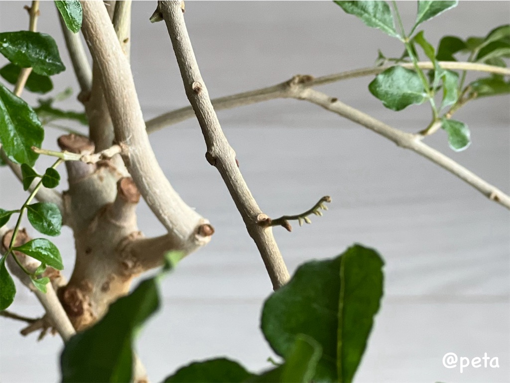 f:id:peta2o22:20250513200219j:image