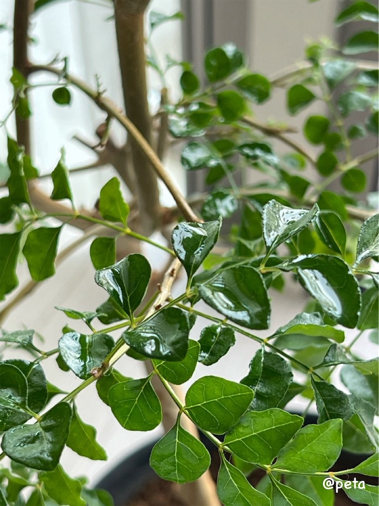 f:id:peta2o22:20250522154008j:image