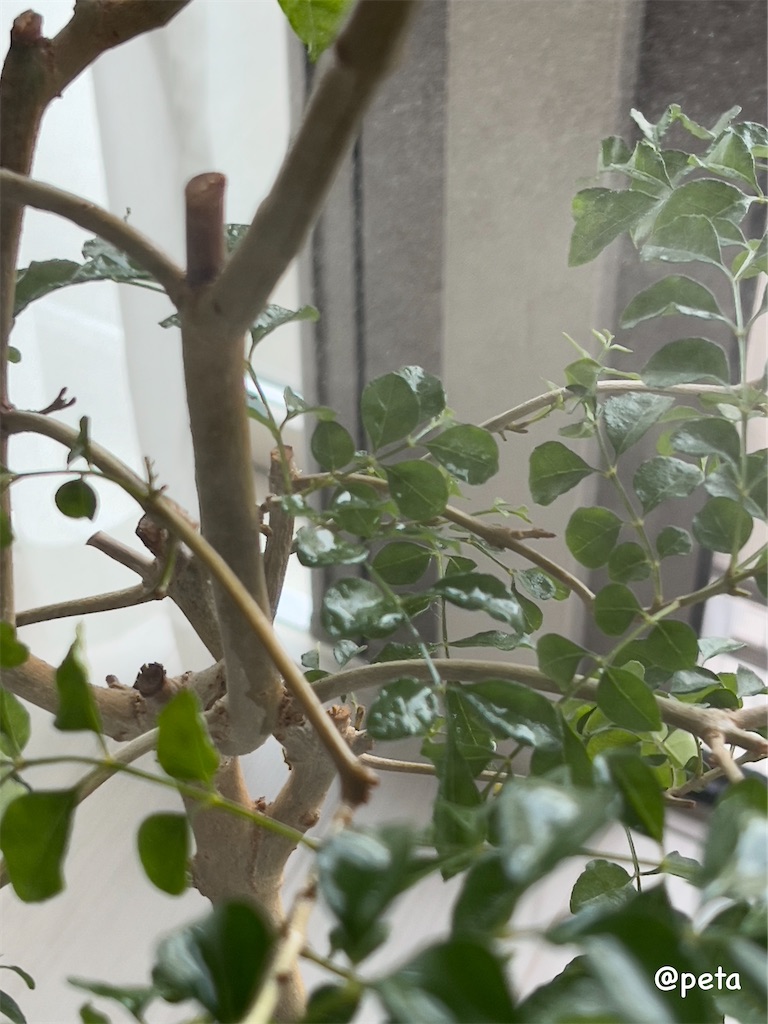 f:id:peta2o22:20250522154015j:image