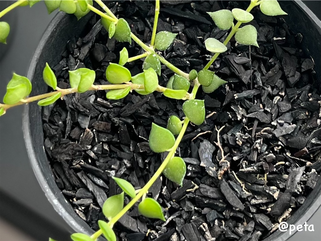 f:id:peta2o22:20250825140145j:image