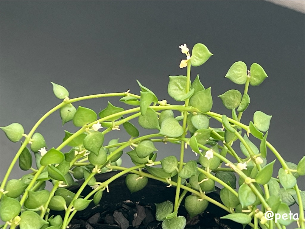 f:id:peta2o22:20250825140152j:image